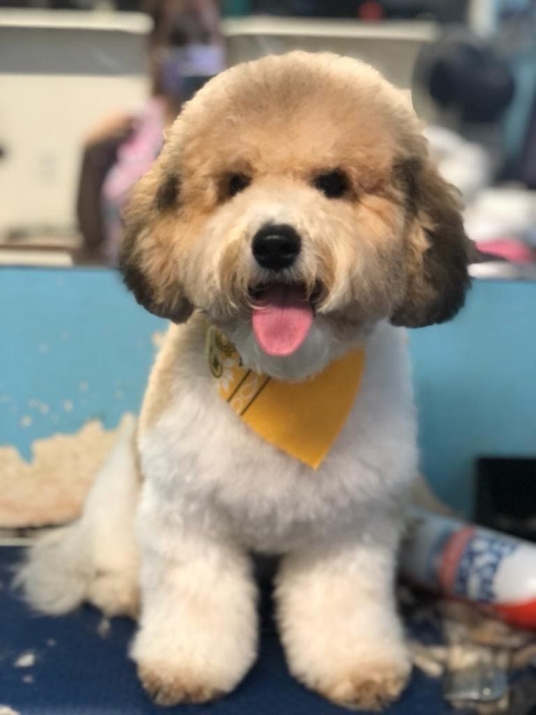 Cute Dog with Yellow Handkerchief — Miami, FL — Bubbles Pet Grooming