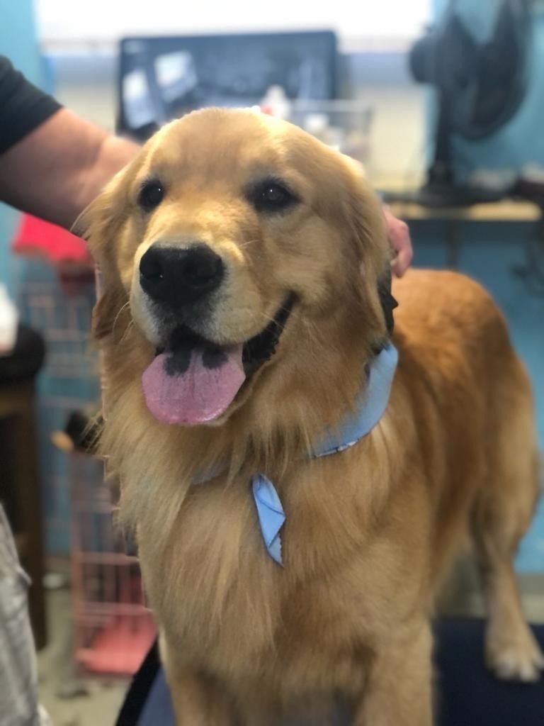 Cute Golden Retriever — Miami, FL — Bubbles Pet Grooming