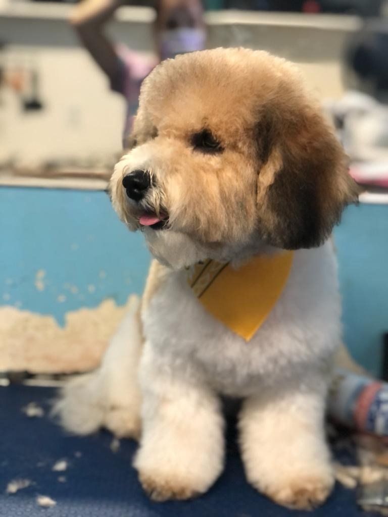 Dog Side View — Miami, FL — Bubbles Pet Grooming