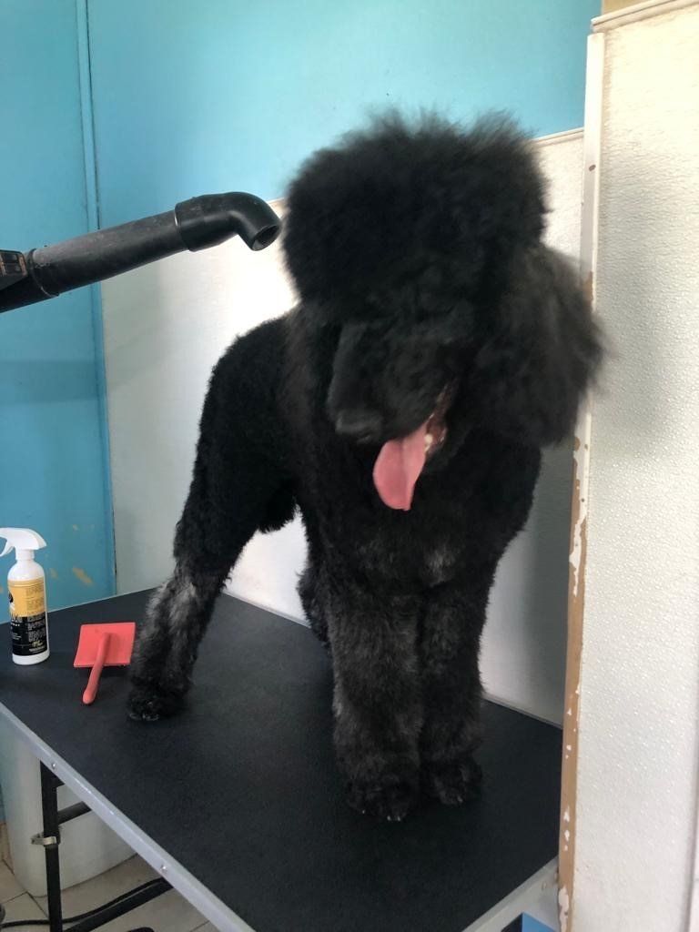 Black Poodle — Miami, FL — Bubbles Pet Grooming