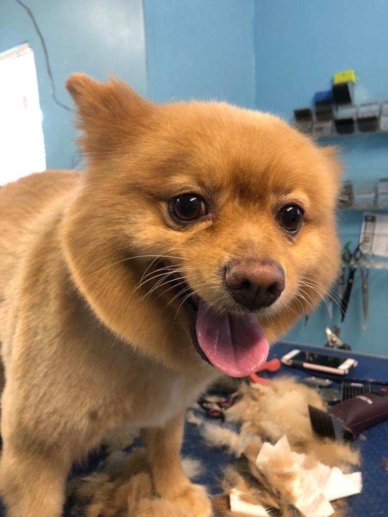 Cute Brown Dog — Miami, FL — Bubbles Pet Grooming