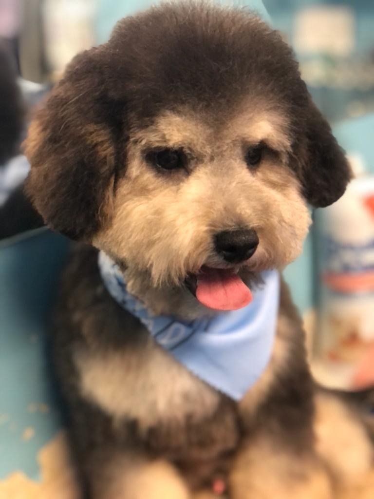 Little Brown Dog with Violet Handkerchief on Neck — Miami, FL — Bubbles Pet Grooming