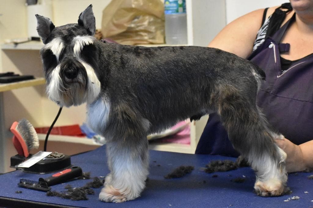 Black and White Yorkshire — Miami, FL — Bubbles Pet Grooming