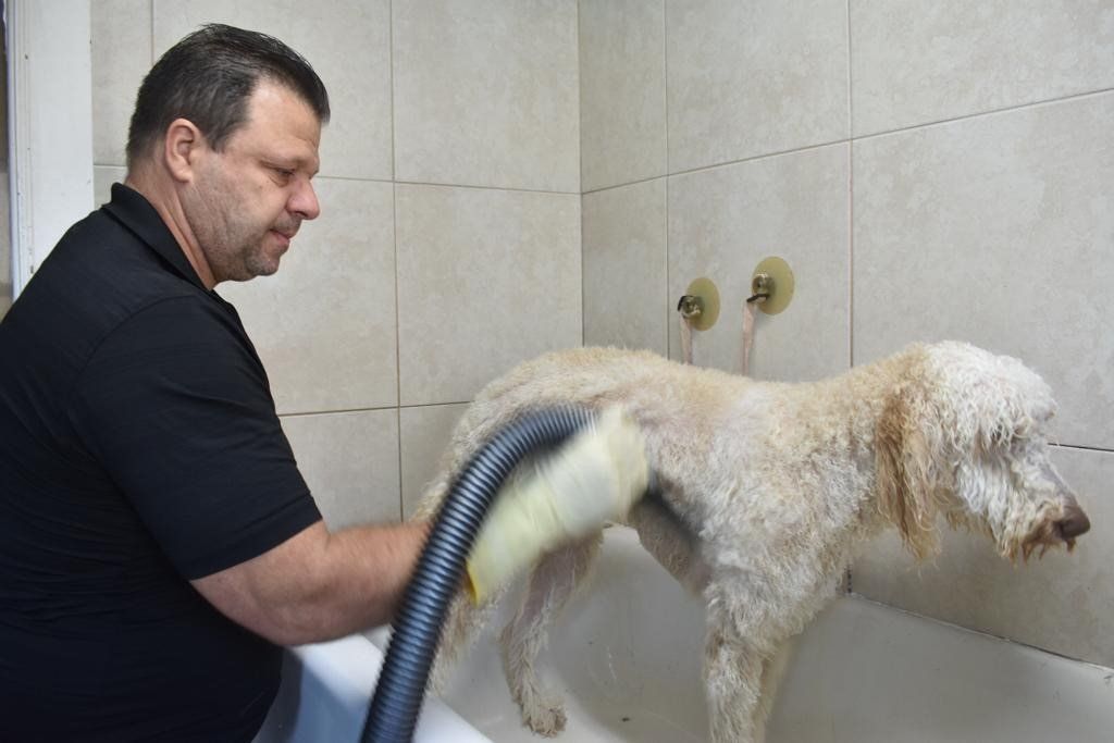 Experienced Dog Groomer Miami, FL Bubbles Pet Grooming