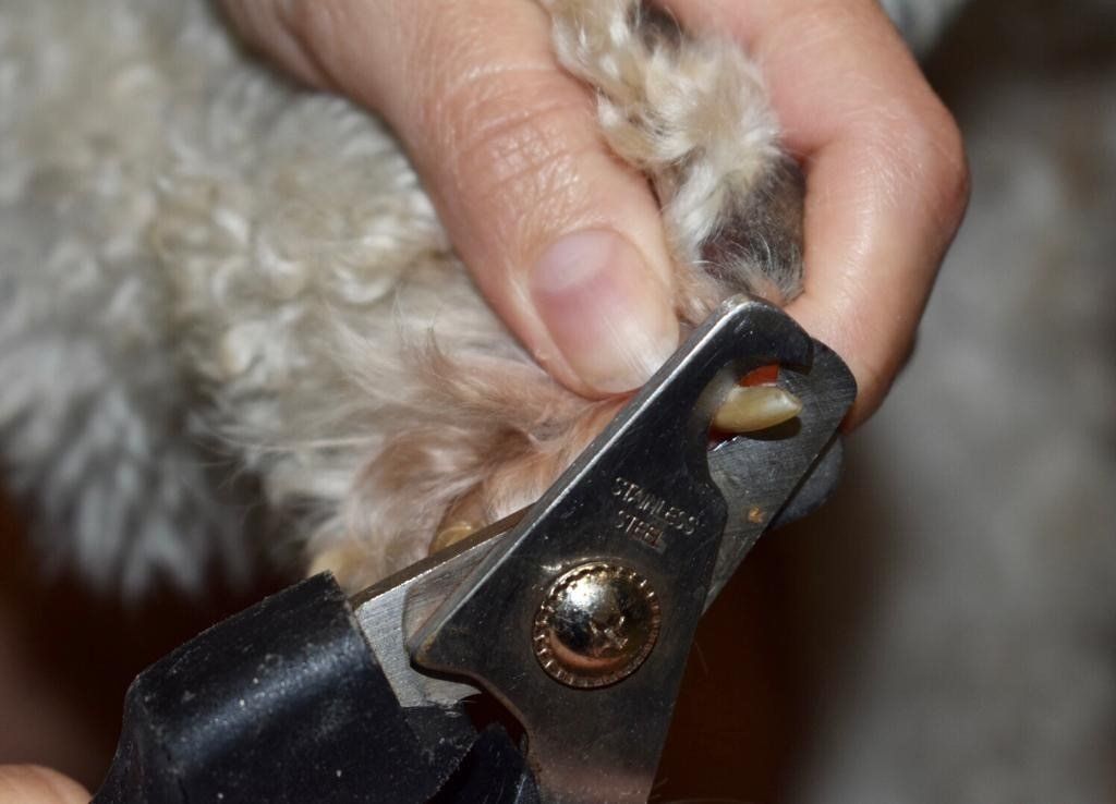 Cutting Dog's Nail — Miami, FL — Bubbles Pet Grooming