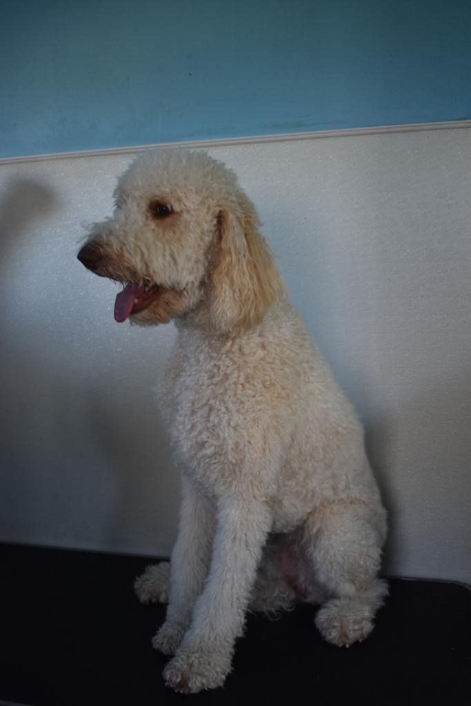 White Dog Side View — Miami, FL — Bubbles Pet Grooming