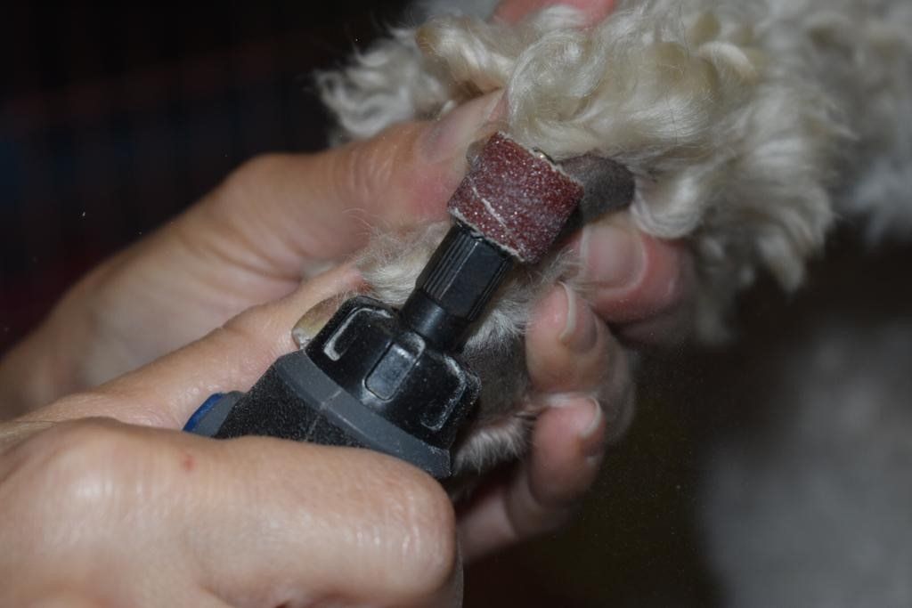 Dog's Nail Trimming — Miami, FL — Bubbles Pet Grooming