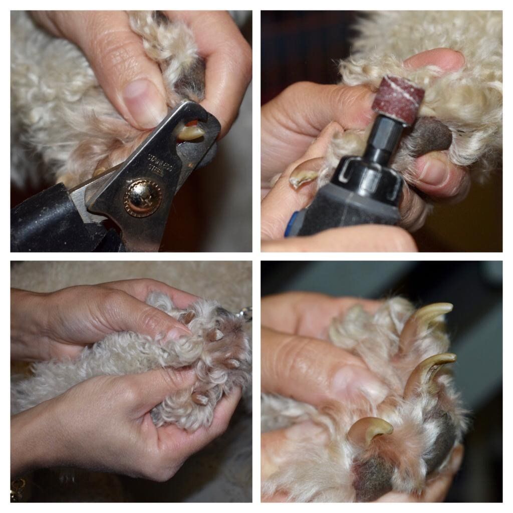 Dog Having Nail Trimmed— Miami, FL — Bubbles Pet Grooming