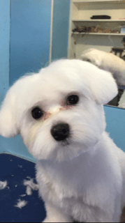 Cute White Dog Looking at the Camera — Miami, FL — Bubbles Pet Grooming