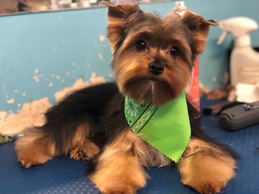 Dog with Green Handkerchief — Miami, FL — Bubbles Pet Grooming