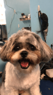 Shih Tzu Gets Groomed — Miami, FL — Bubbles Pet Grooming