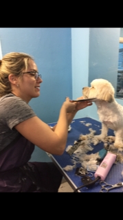 Female Groomer Trimming Dog's Hair — Miami, FL — Bubbles Pet Grooming