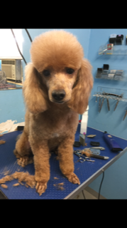 Brown Poodle Gets New Haircut — Miami, FL — Bubbles Pet Grooming