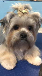 Shih Tzu with Cute Hairstyle — Miami, FL — Bubbles Pet Grooming