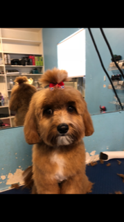 Brown Dog with Cute Hairstyle — Miami, FL — Bubbles Pet Grooming