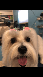 Fluffy Dog with Cute Hairstyle — Miami, FL — Bubbles Pet Grooming