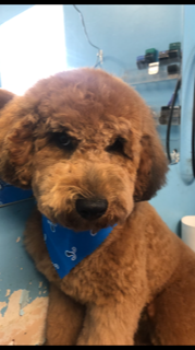 Brown Poodle with Blue Handkerchief — Miami, FL — Bubbles Pet Grooming