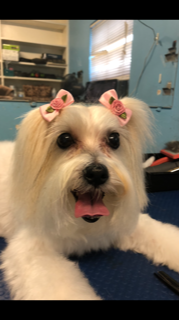 Big White Dog with Cute Hairstyle — Miami, FL — Bubbles Pet Grooming