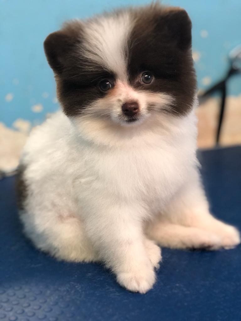 Dog at Pet Grooming Shop — Miami, FL — Bubbles Pet Grooming