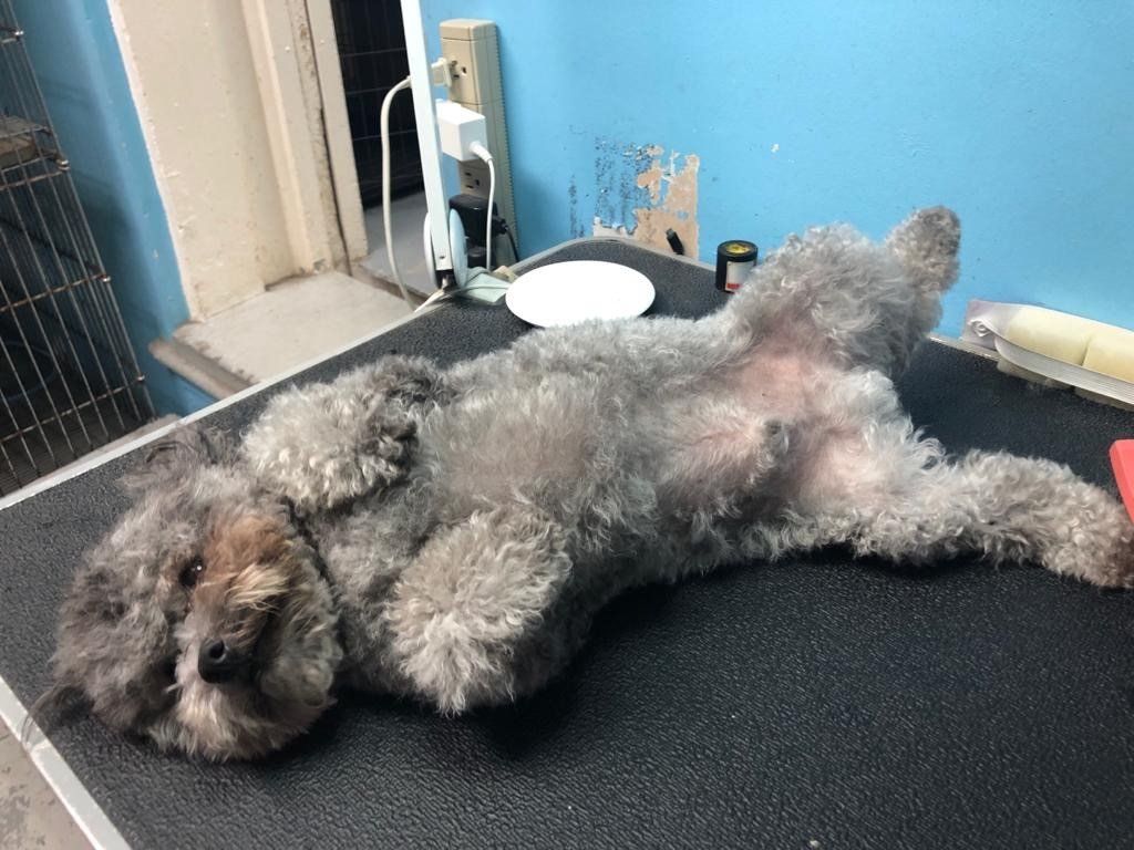 Dog Laying on the Ground — Miami, FL — Bubbles Pet Grooming