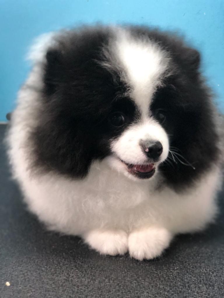 Dog with Black and White Fur — Miami, FL — Bubbles Pet Grooming