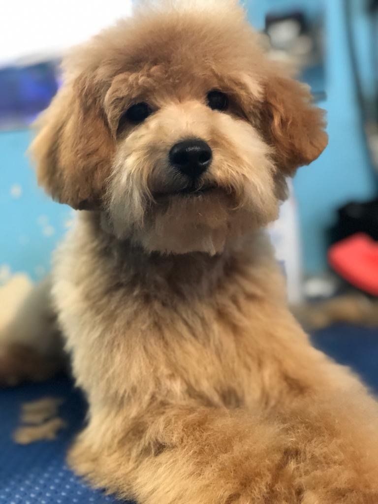 Brown Dog at Pet Grooming — Miami, FL — Bubbles Pet Grooming