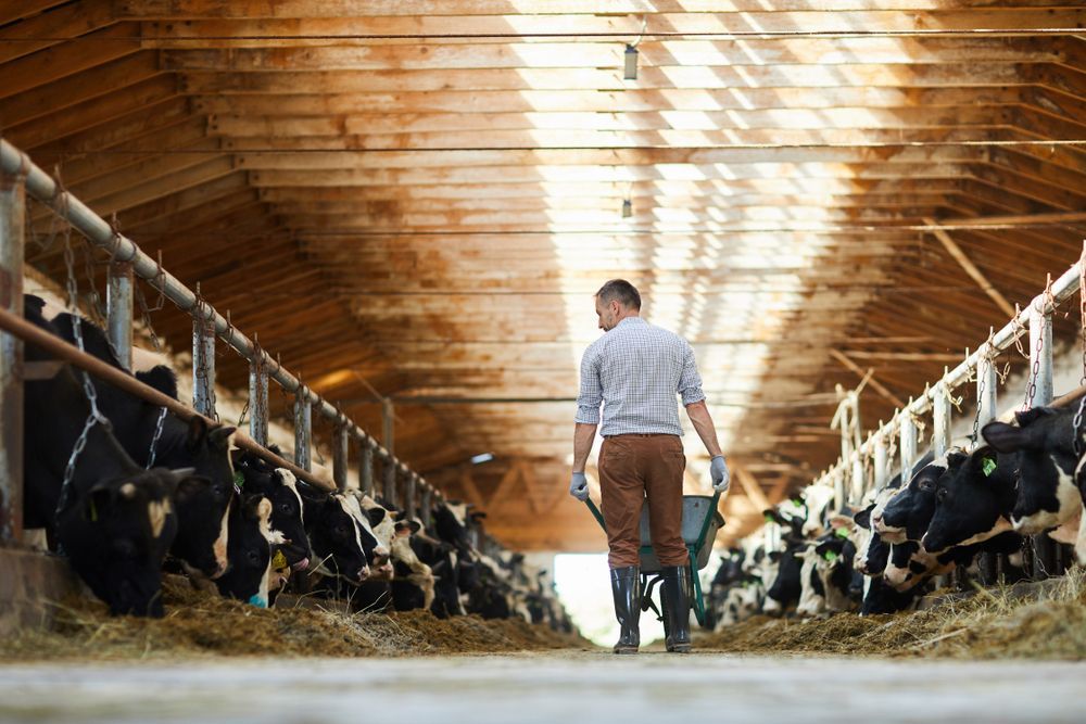 A Lady Milking A Cows on the Farm — Buy Animal Health Equipment on the Mid North Coast, NSW