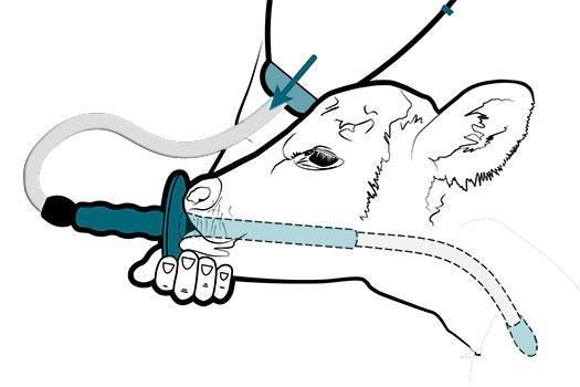 Antahi – Trusti Tuber Starter Pack