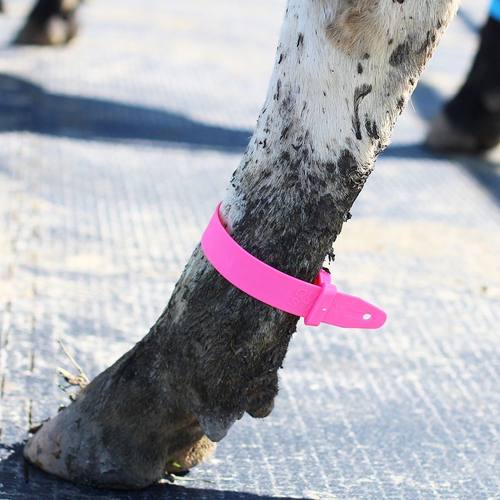A Cow Leg Strap -  Buy Marking Equipment on the Mid North Coast, NSW