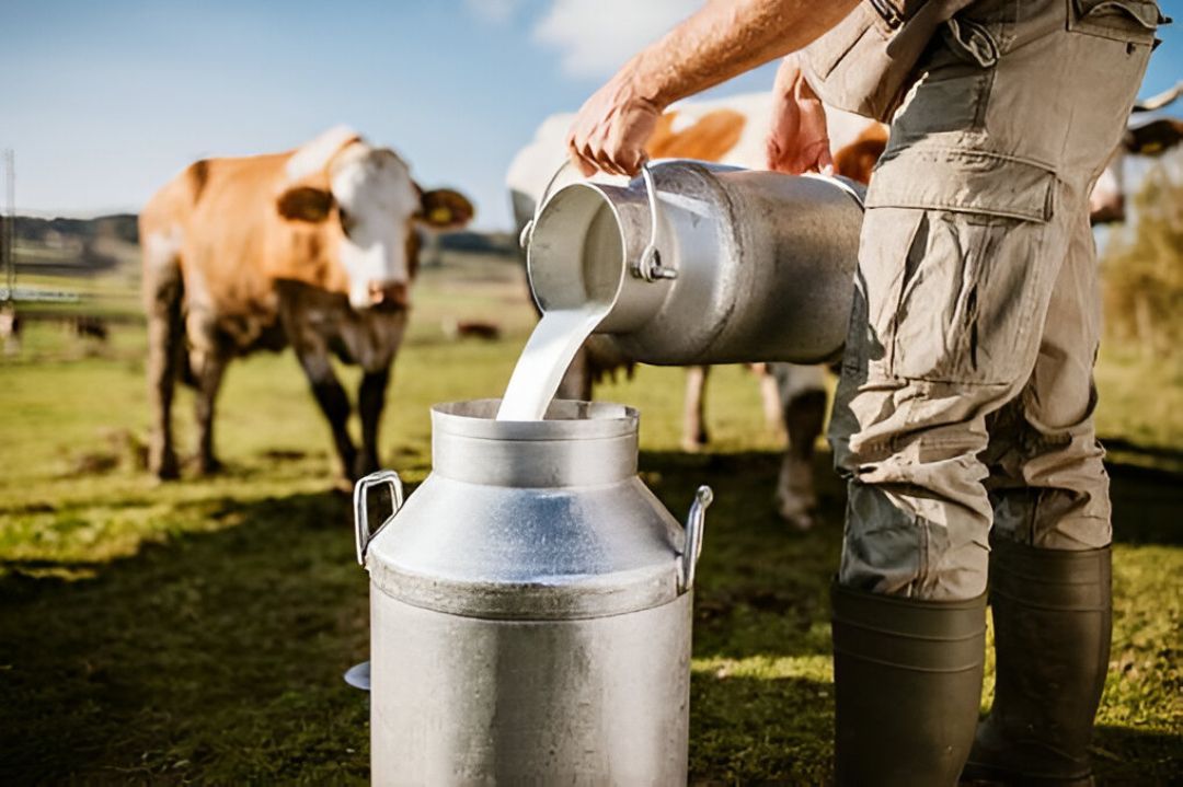 Dairy Farming Worker is Pouring Fresh Milk in Milk Container — Buy Milk Filtration on the Mid North Coast, NSW