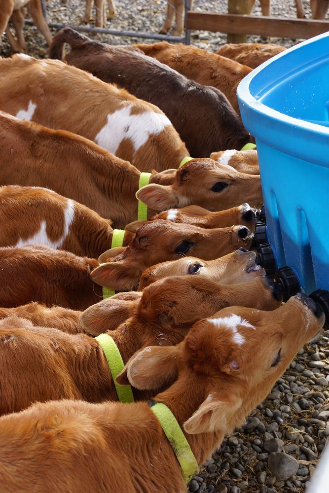 Jersey Calves Drinking Milk at Their Feeder — Buy Calf Feeders on the Mid North Coast, NSW