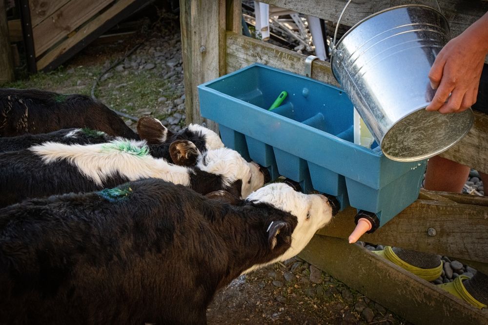 Pouring Milk in Calf Feeder — Buy Calf Feeders on the Mid North Coast, NSW