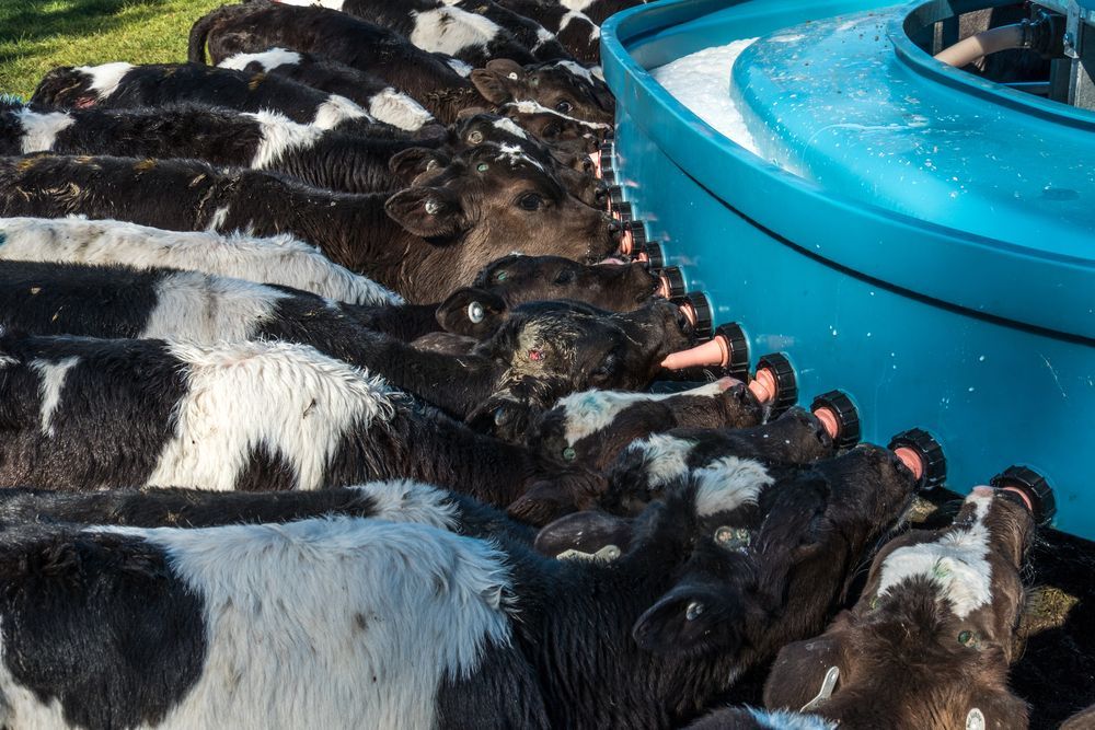 Calf Rearing Equipment