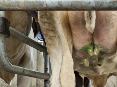 Cow Getting Cleaned — Buy Animal Health Equipment on the Mid North Coast, NSW