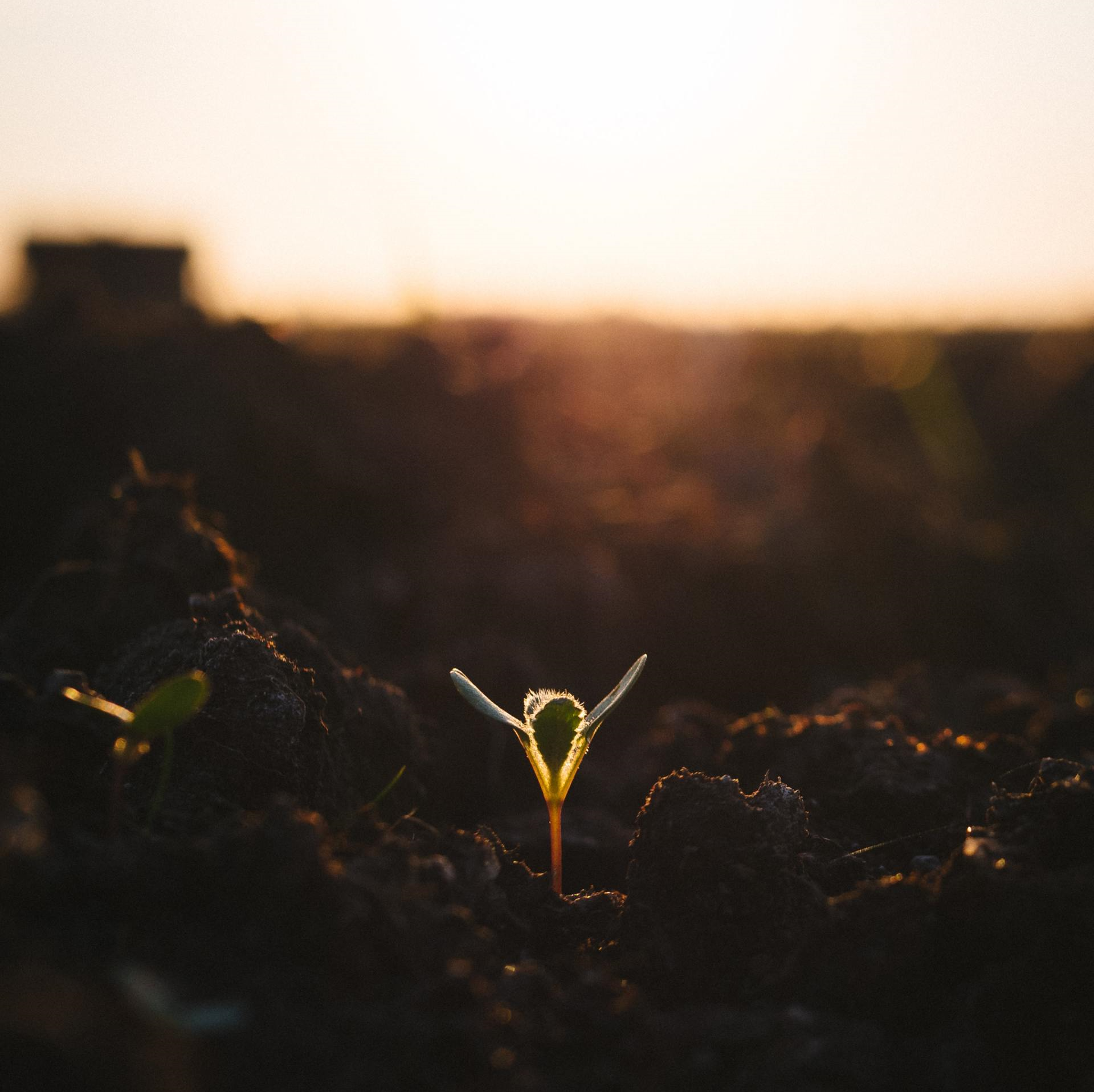 A small plant is growing out of the ground at sunset.