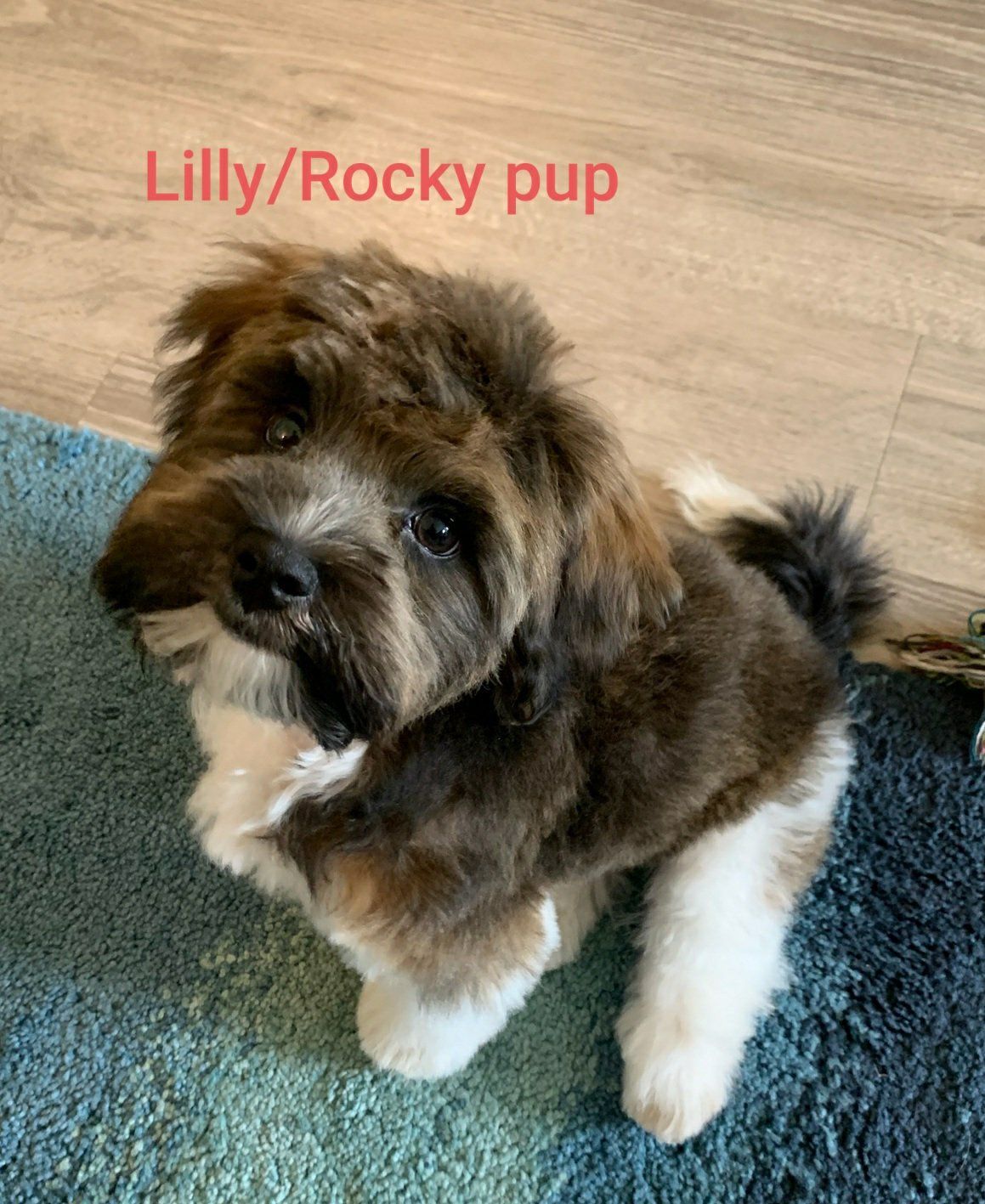 A small brown and white dog is sitting on a blue rug.