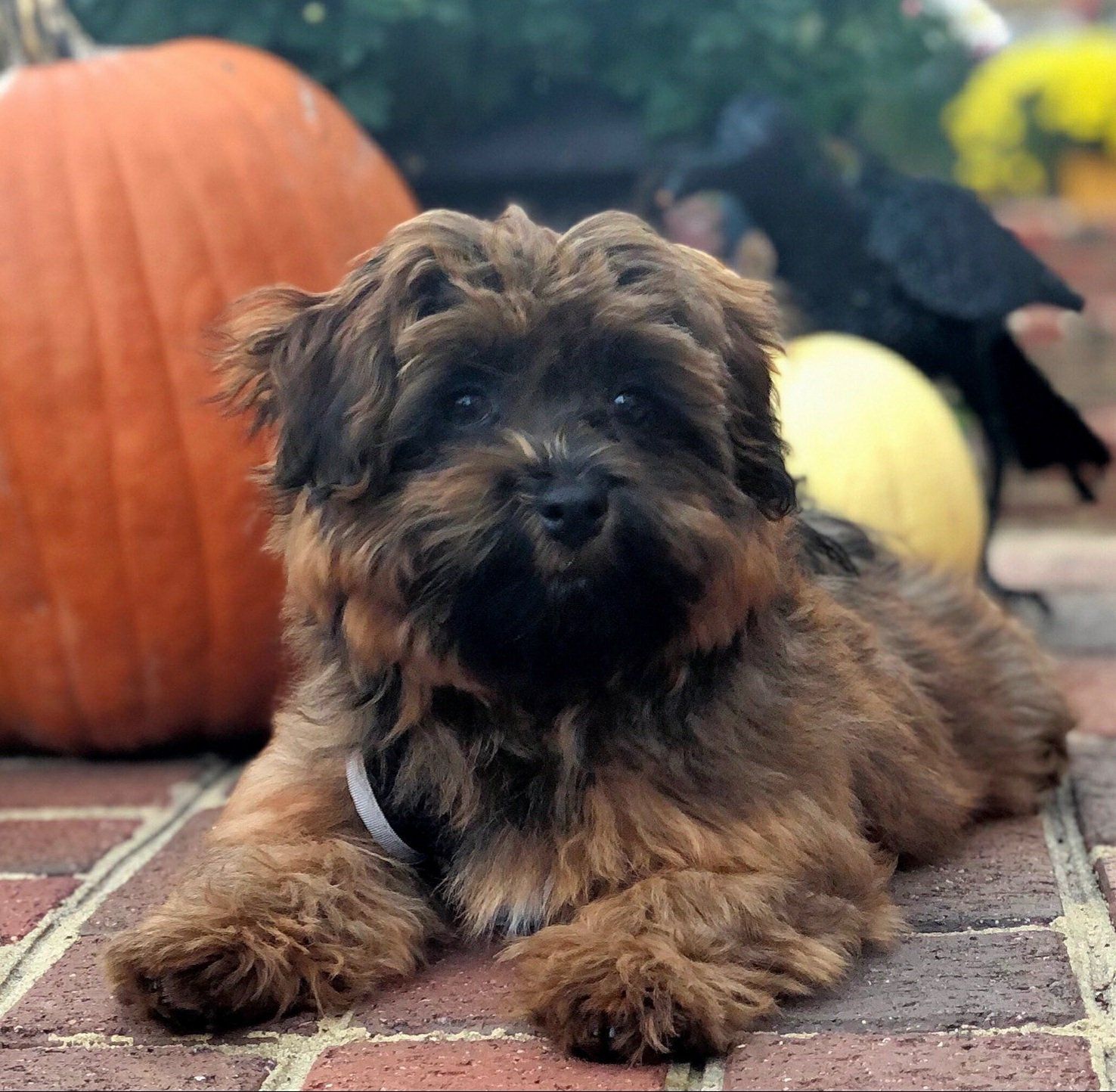 A small brown dog laying on a brick walkway next to pumpkins