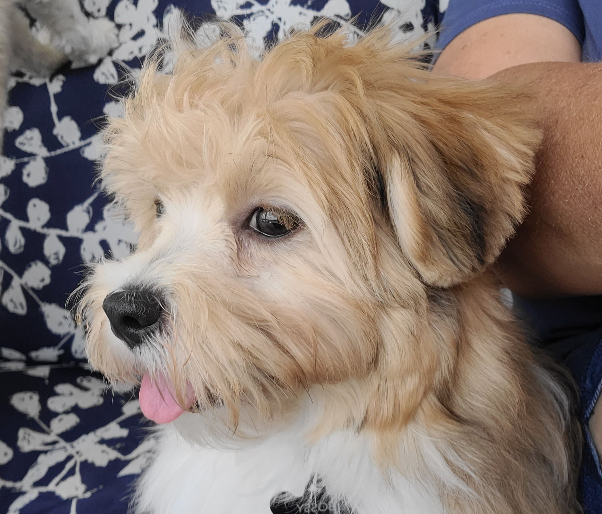 A small brown and white dog sticking its tongue out