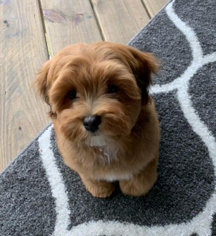 A small brown dog is sitting on a gray and white rug.