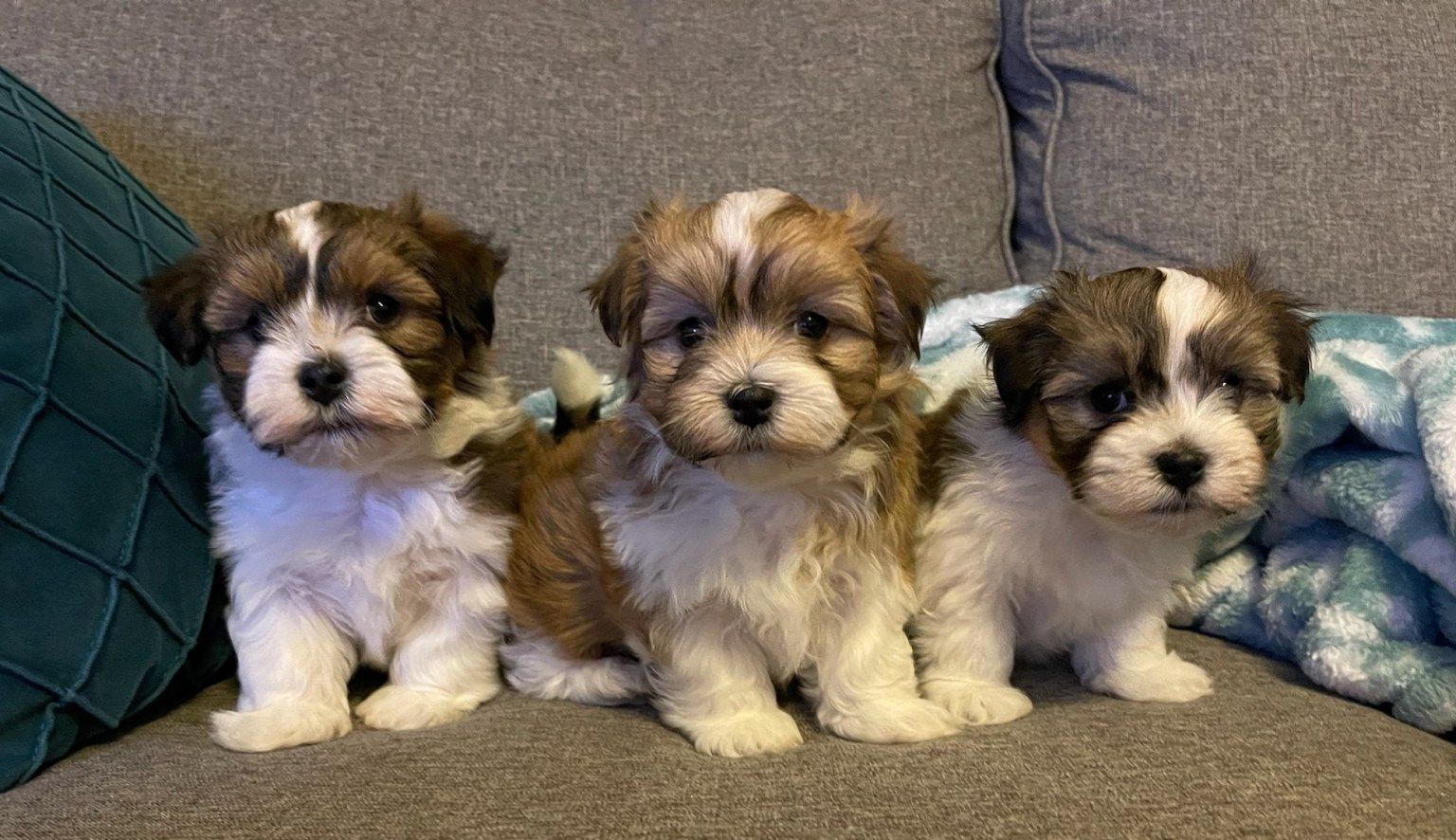 Three puppies are sitting on a couch next to each other.