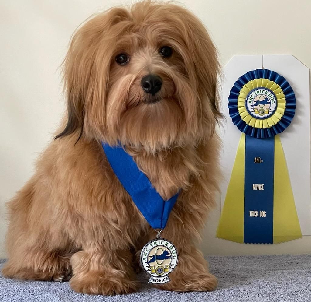 A small brown dog wearing a medal and ribbon
