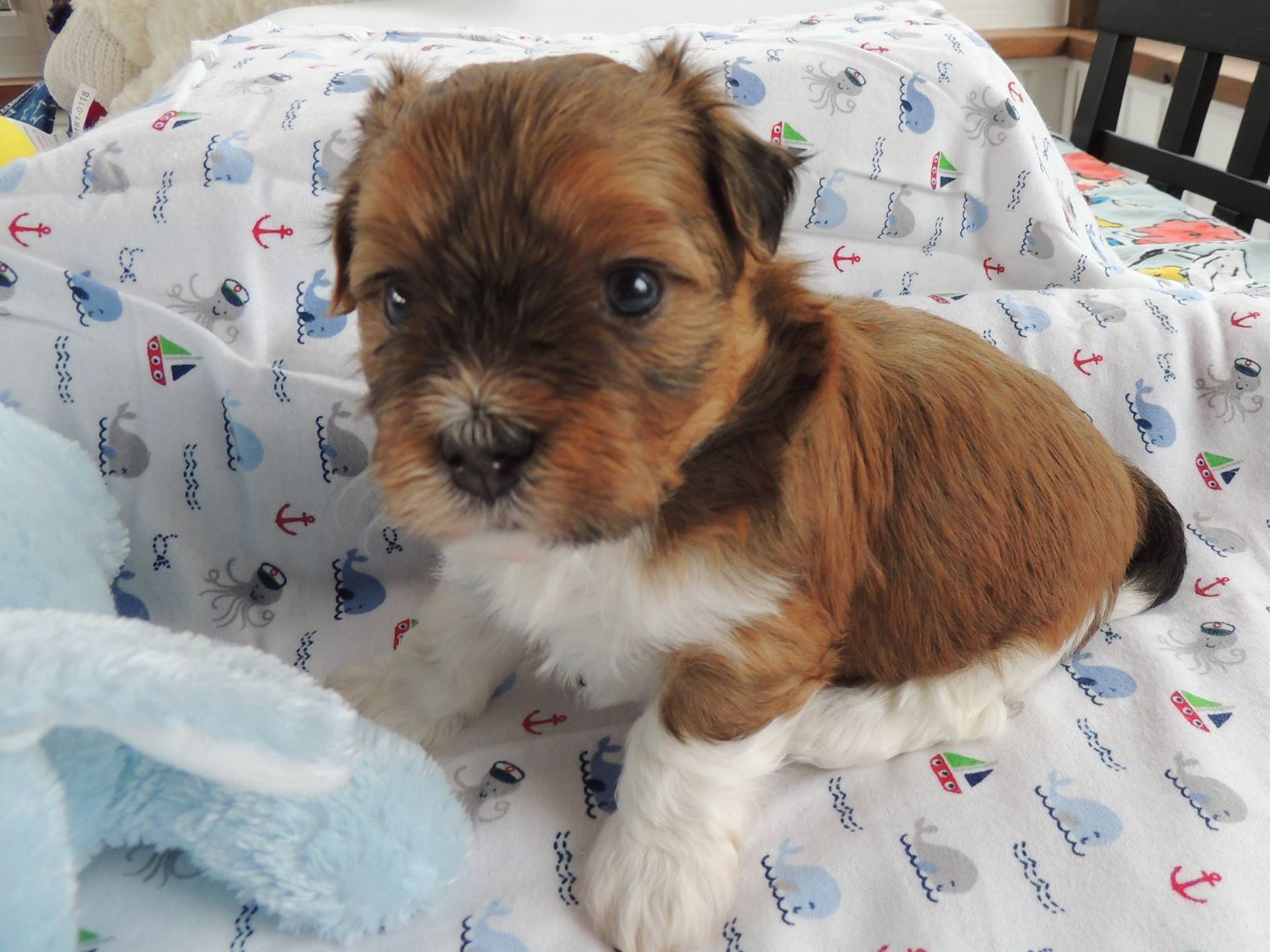 A small brown and white puppy is laying on a blanket