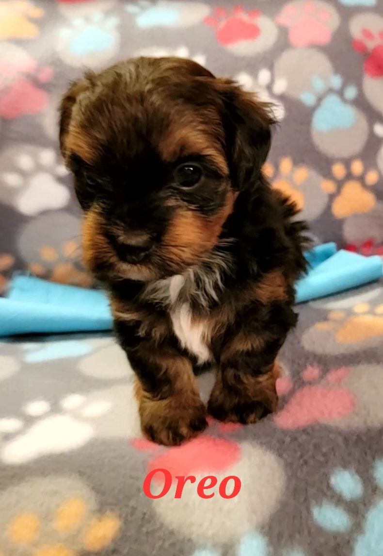 A small puppy named oreo is sitting on a blanket