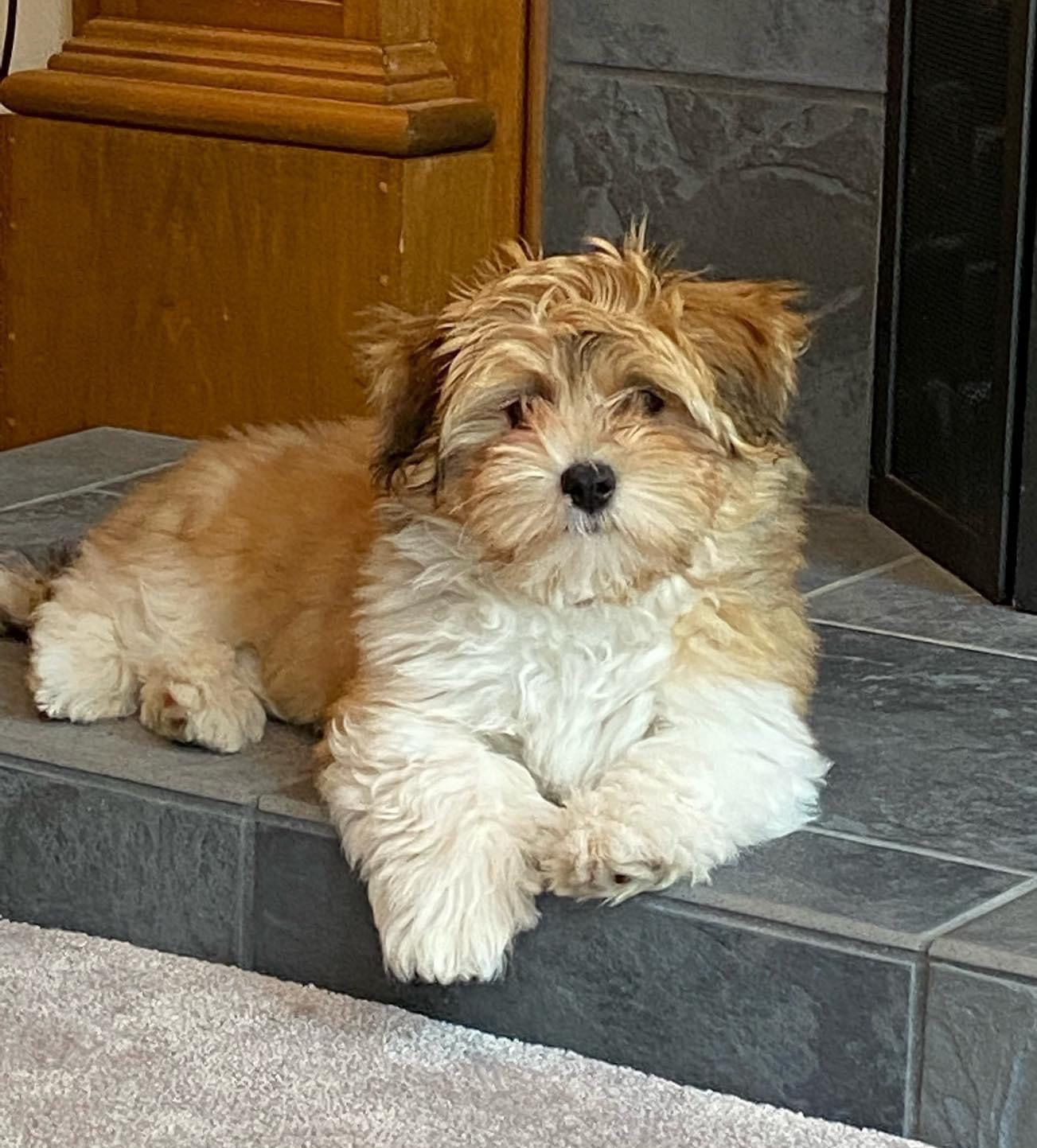 A small brown and white dog laying on a tiled floor