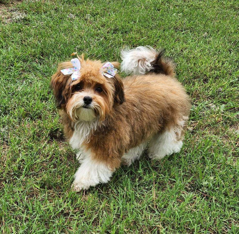 A small brown and white dog with a bow on its head is standing in the grass.