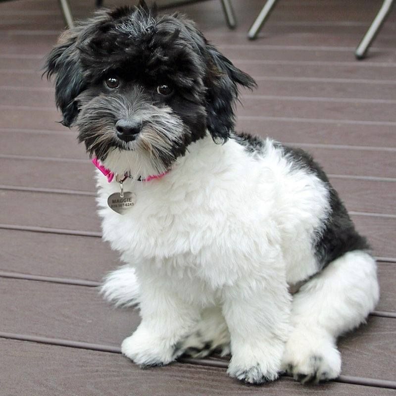 A black and white dog with a pink collar is sitting on a wooden deck
