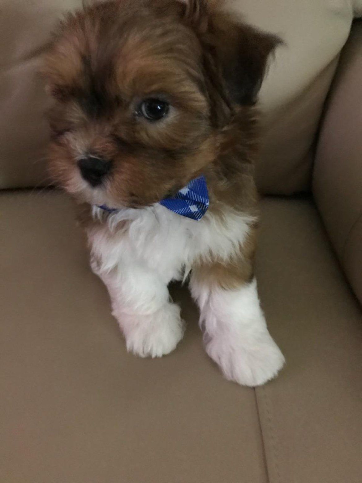 A brown and white puppy wearing a blue bow tie is sitting on a couch.
