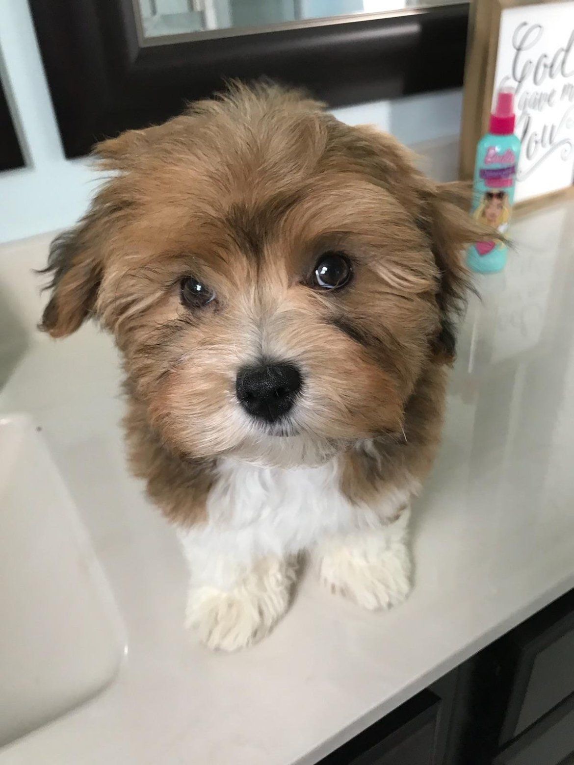 A brown and white puppy is sitting on a counter next to a sink.