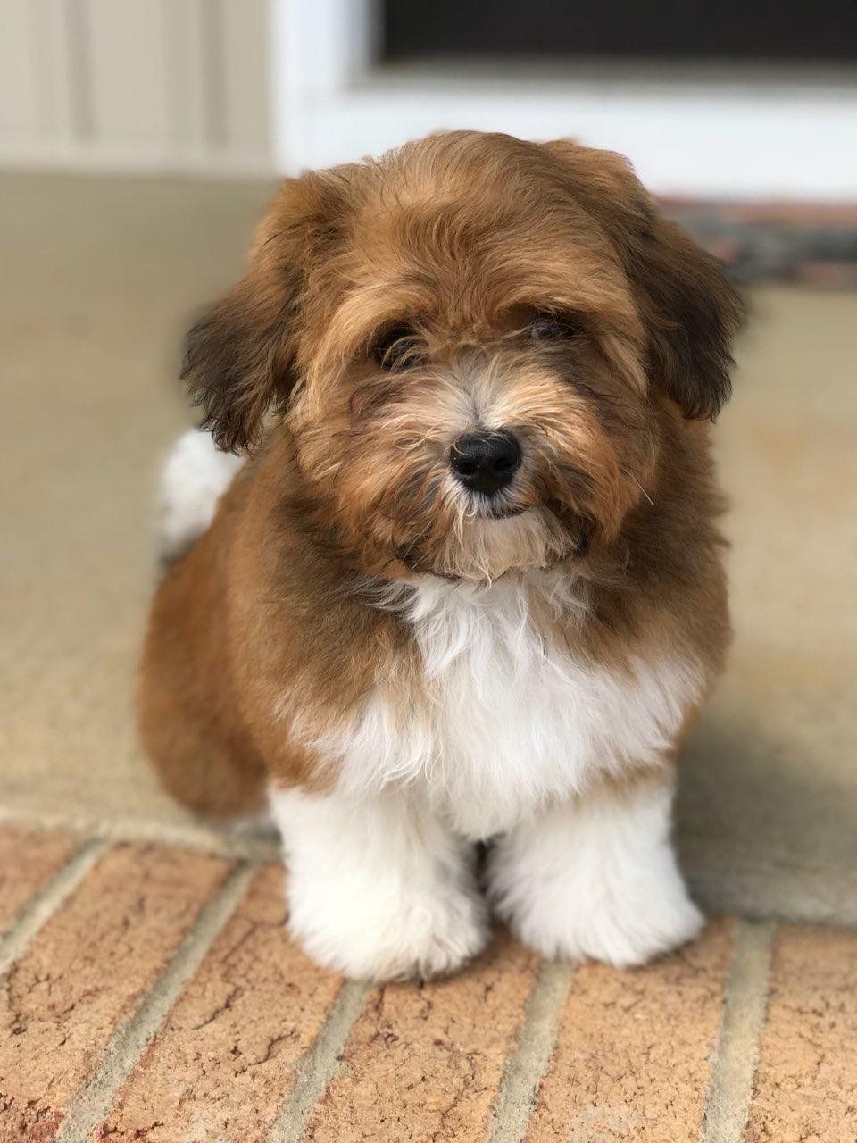 A brown and white puppy is sitting on a brick porch.