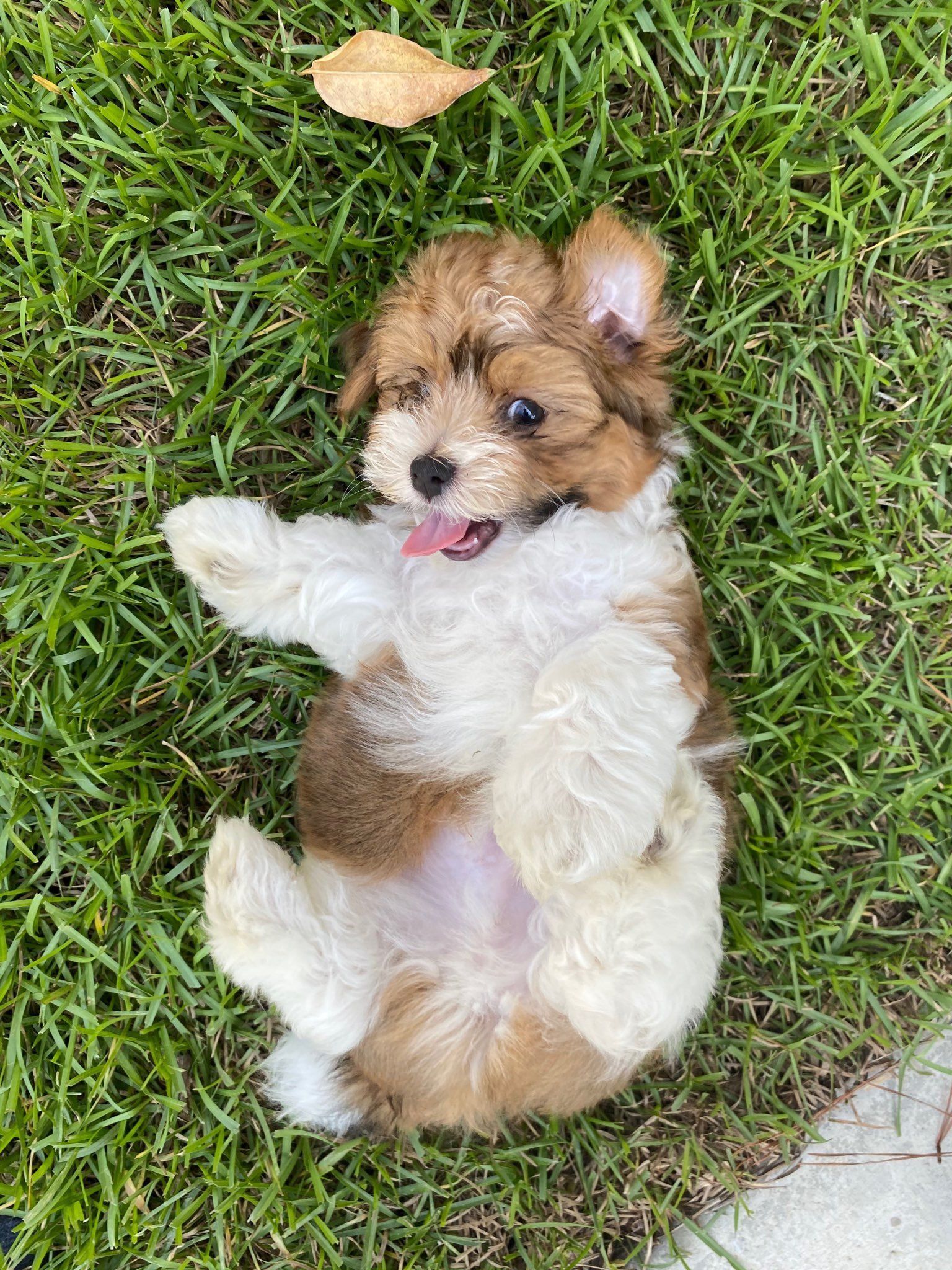 A brown and white puppy is laying on its back in the grass.